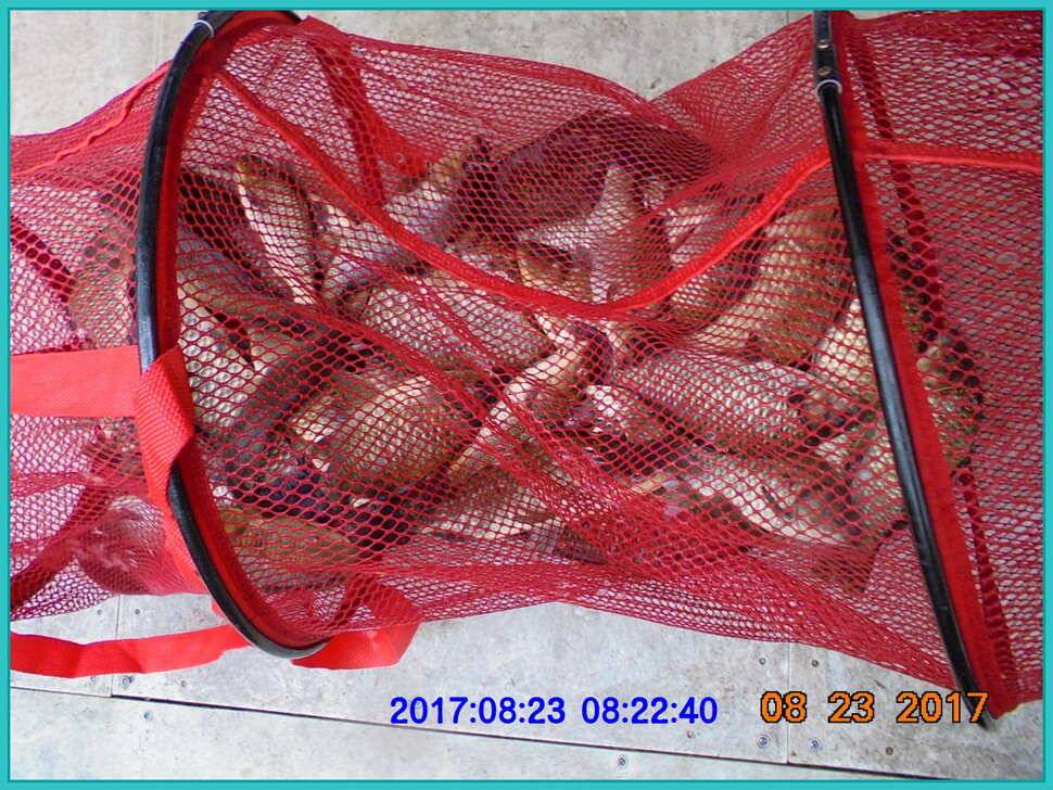 도심속의 작은 쉼터 화성 관리 낚시터입니다수확의 계절입니다 (유료터정보 - 유료터점주조황)