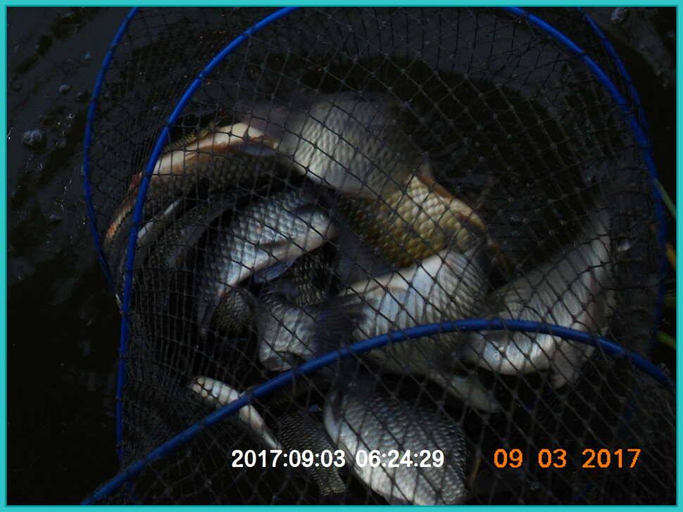 도심속의 작은 쉼터 화성 관리 낚시터 입니다 (유료터정보 - 유료터점주조황)