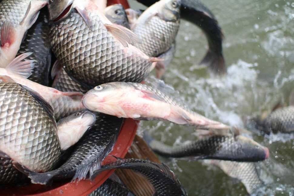 fish_pay_2d57f_091853_29180.jpg