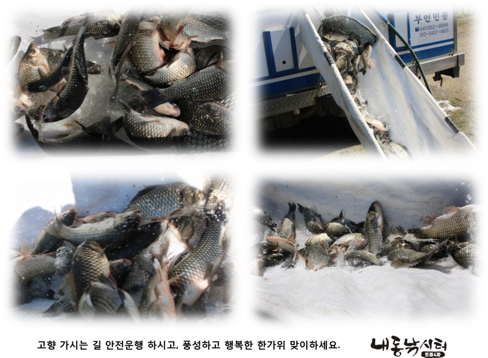 추석 이벤트 (유료터정보 - 유료터점주조황)