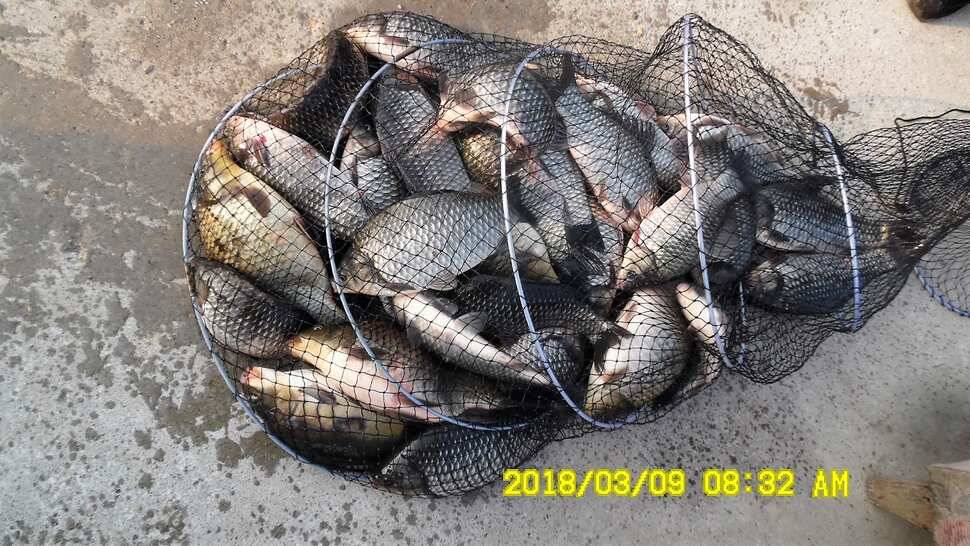 지금 반제지는 붕어마리수조황 3월9일 아침조황 (유료터정보 - 유료터점주조황)