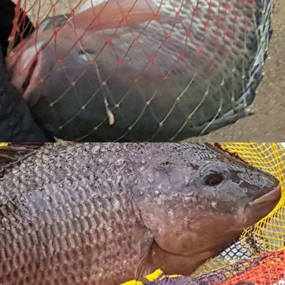 fish_pay_3255d_070746_69510.jpg