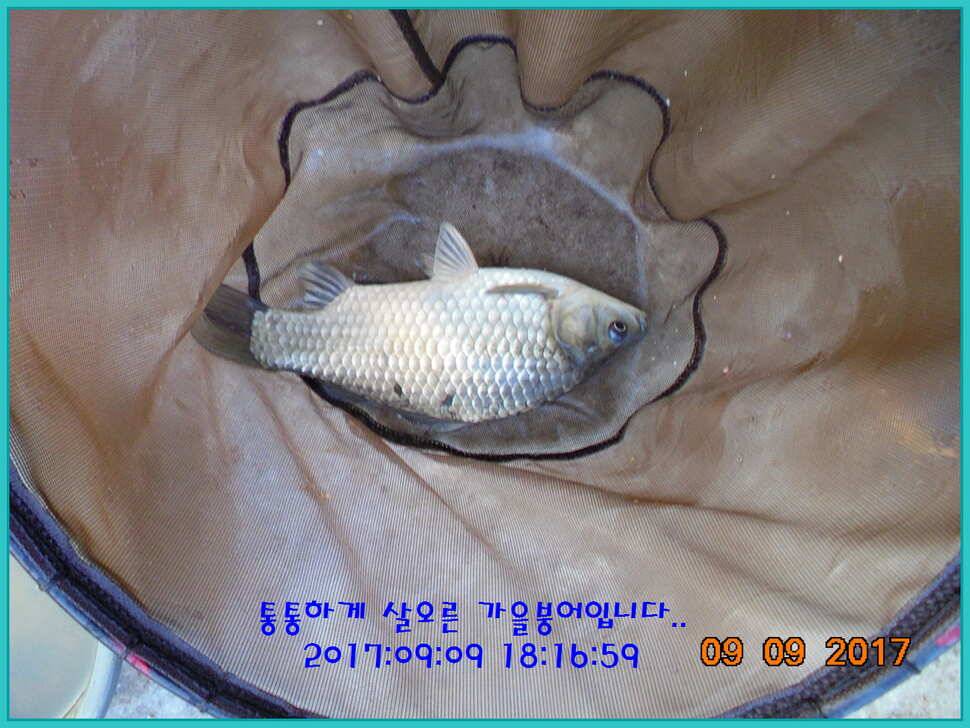 도심속의 작은 쉼터 화성 관리 낚시터입니다지처서 못하겠답니다 (유료터정보 - 유료터점주조황)
