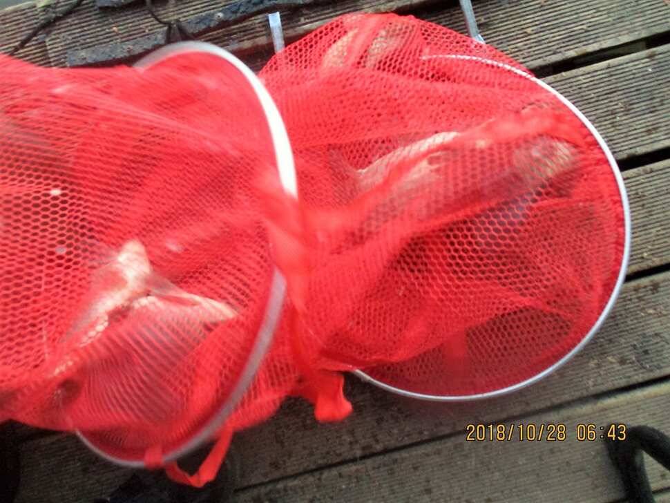 반제지 조황정보입니다 (유료터정보 - 유료터점주조황)