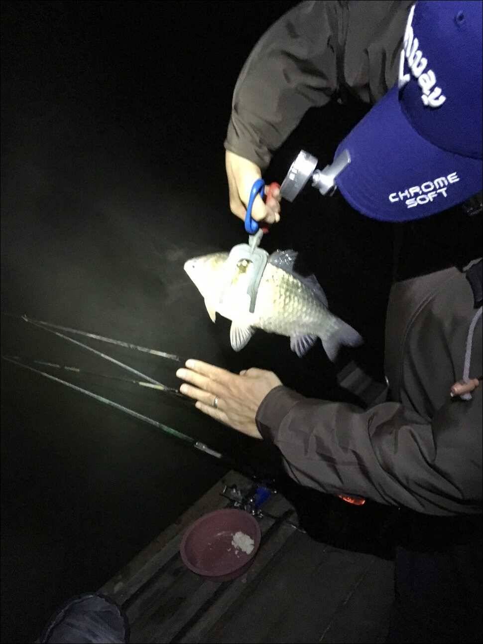 171120 송전지 서울집 조황 (유료터정보 - 유료터점주조황)