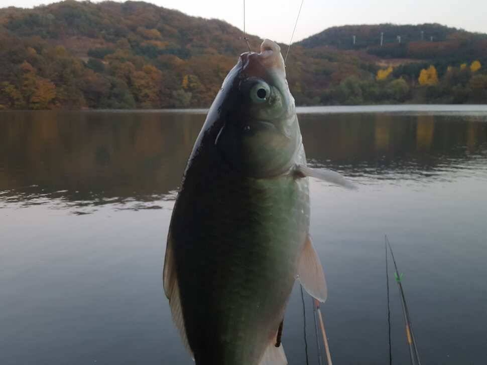 안성죽산장계지조항전경입니다 (유료터정보 - 유료터점주조황)
