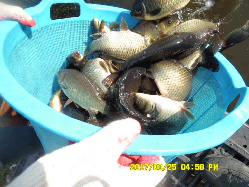 경주동산낚시터 지난주 조황 (유료터정보 - 유료터점주조황)