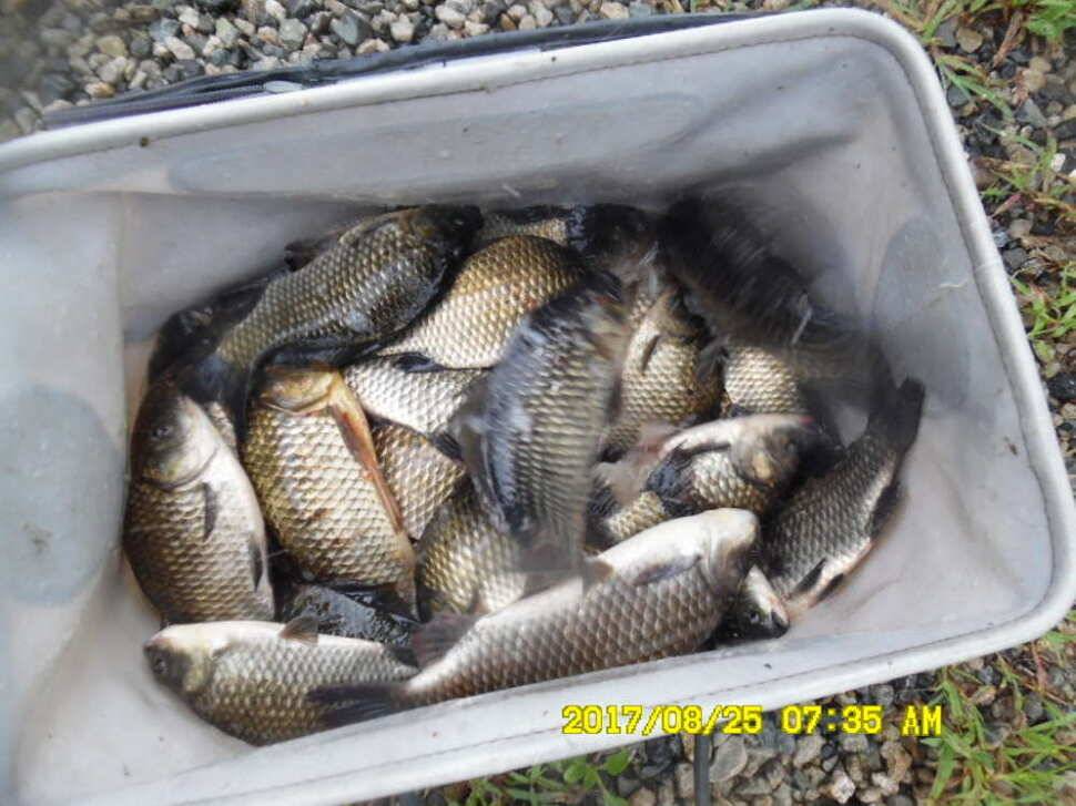 경주동산낚시터 지난주 조황 (유료터정보 - 유료터점주조황)