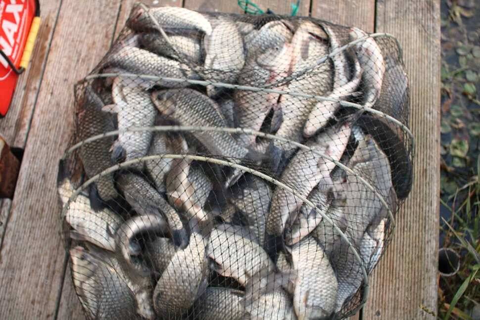 fish_pay_38df2_091756_44361.jpg