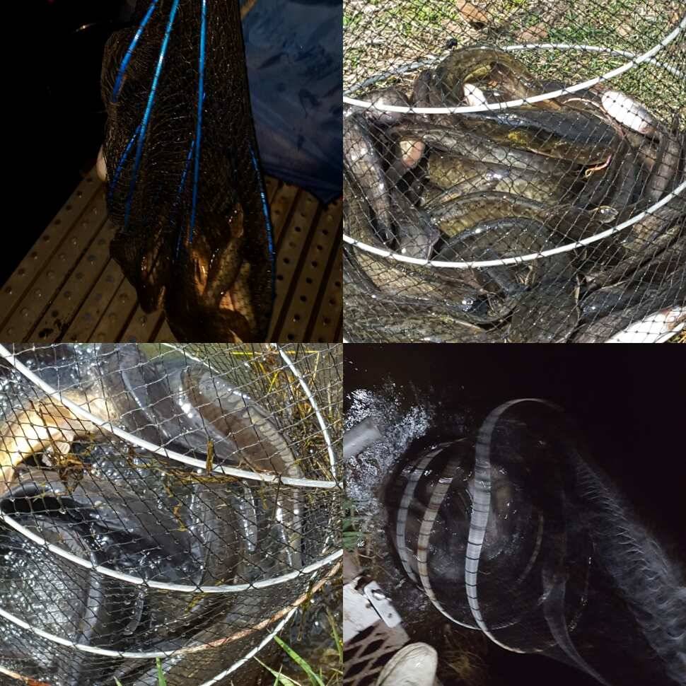 눈먼 물고기 (유료터정보 - 유료터점주조황)