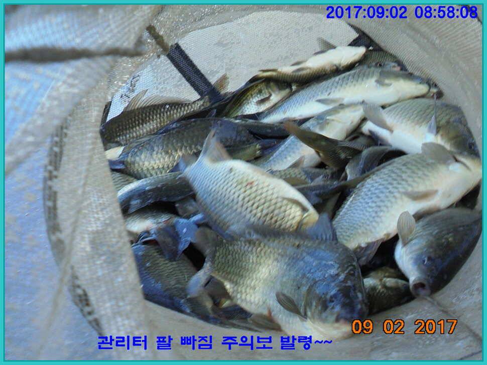도심속의 작은 쉼터 화성 관리 낚시터 입니다 (유료터정보 - 유료터점주조황)