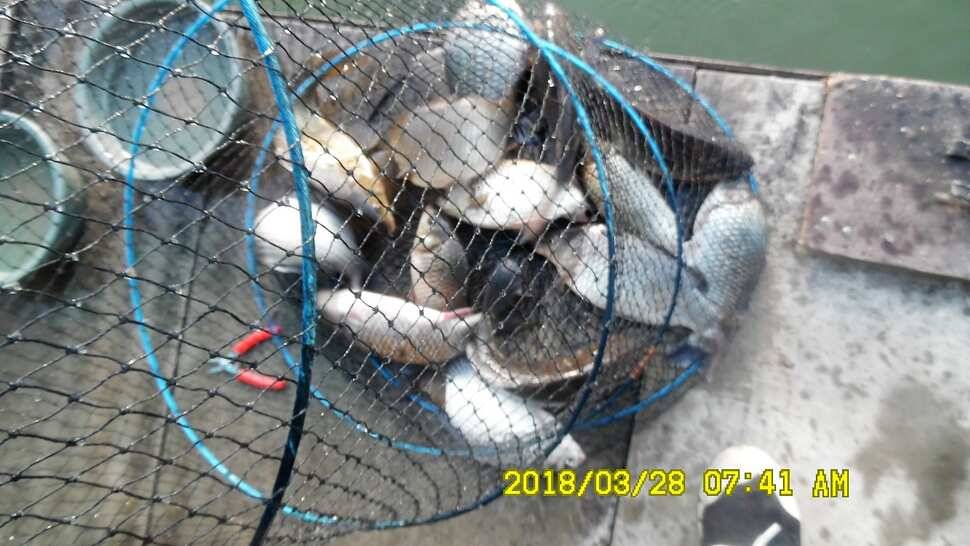 반제지 조황정보입니다 (유료터정보 - 유료터점주조황)