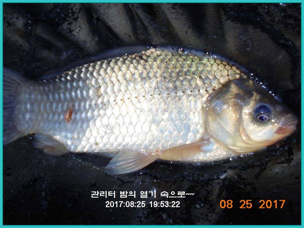 도심속의 작은 쉼터 화성 관리 낚시터입니다8월도 하루 남았습니다 (유료터정보 - 유료터점주조황)