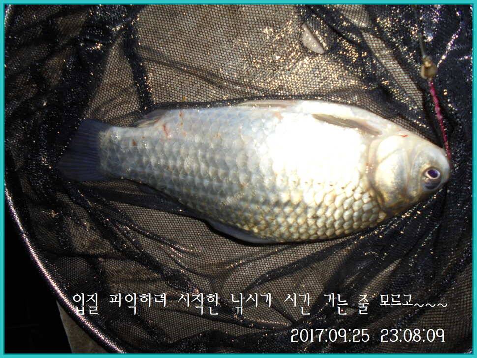 도심속의 작은 쉼터 화성 관리 낚시터입니다건강하고 풍성한 한가위 맞으소서 (유료터정보 - 유료터점주조황)