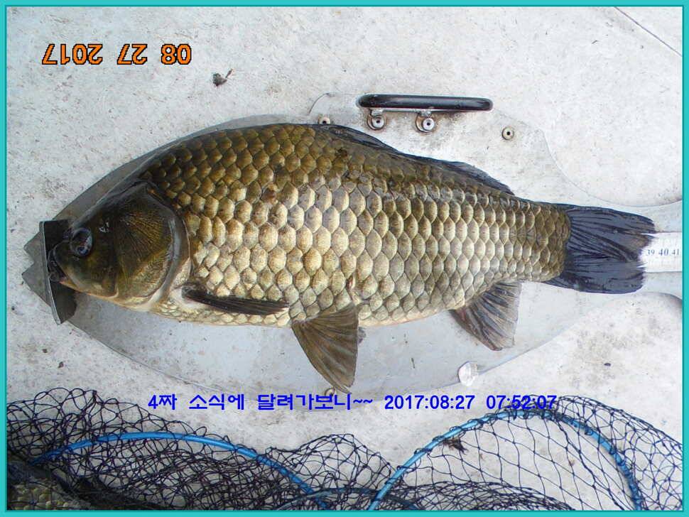 도심속의 작은 쉼터 화성 관리 낚시터입니다예술 한번 하시지요 (유료터정보 - 유료터점주조황)