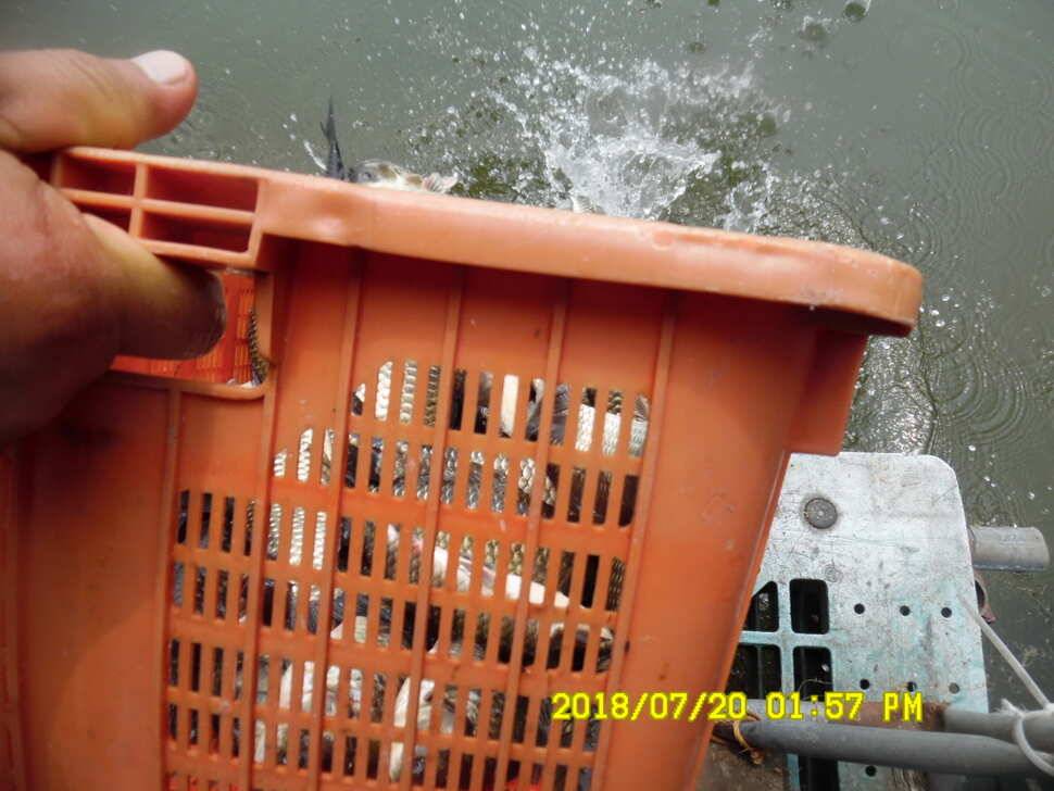 경주 동산낚시터 지난주 조황 (유료터정보 - 유료터점주조황)