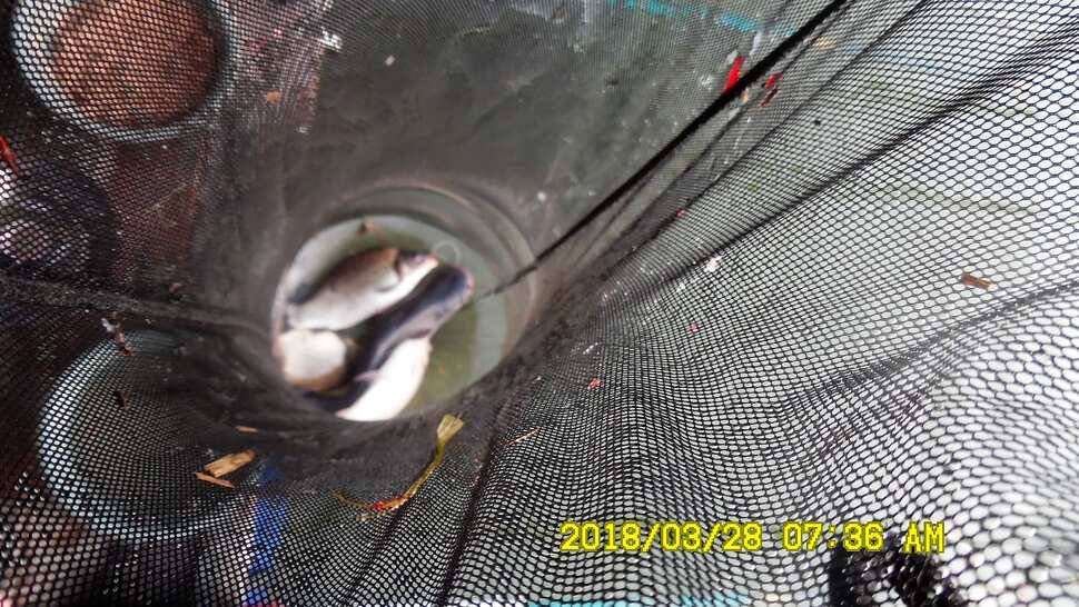 반제지 조황정보입니다 (유료터정보 - 유료터점주조황)