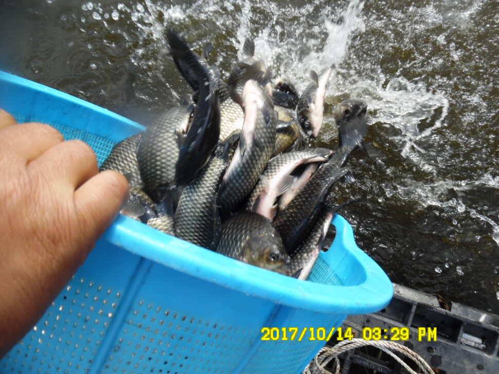 경주 동산낚시터 지난주 조황 (유료터정보 - 유료터점주조황)