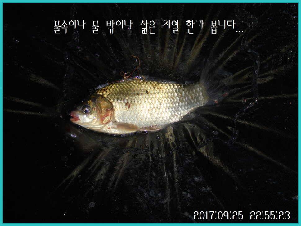 도심속의 작은 쉼터 화성 관리 낚시터입니다건강하고 풍성한 한가위 맞으소서 (유료터정보 - 유료터점주조황)