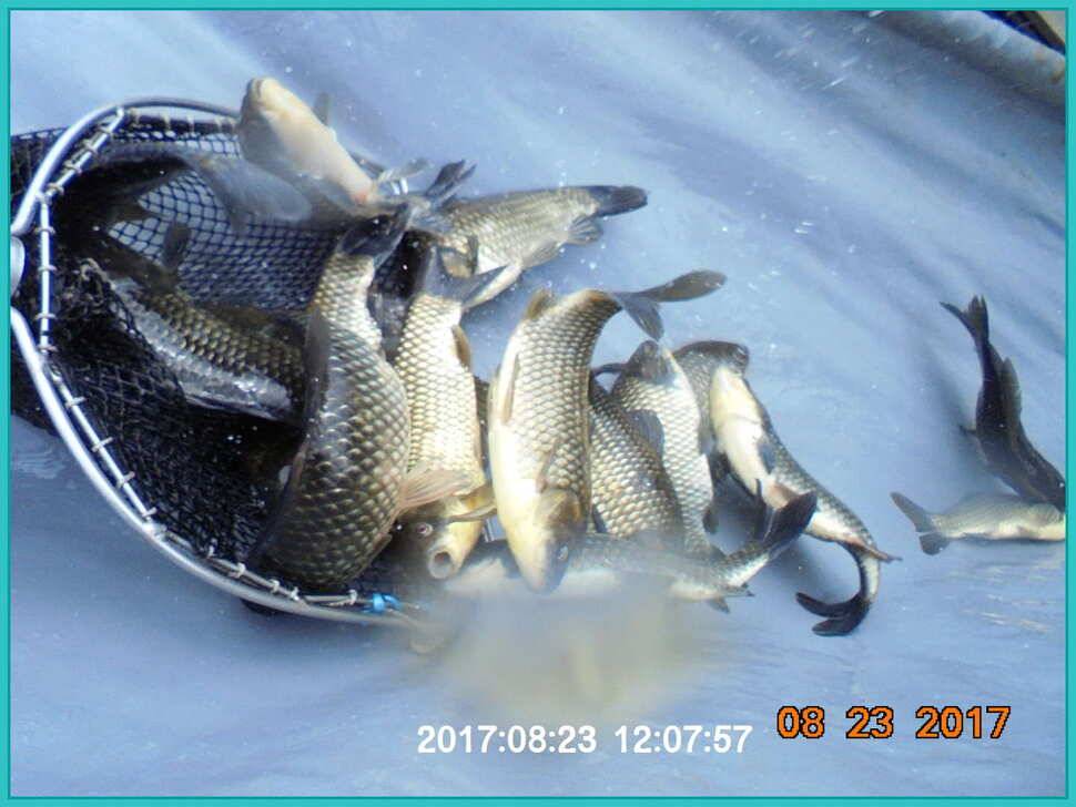도심속의 작은 쉼터 화성 관리 낚시터입니다수확의 계절입니다 (유료터정보 - 유료터점주조황)
