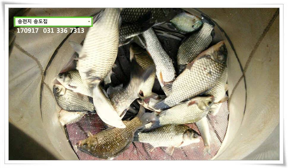가을 분위기에송전지 송도 좌대 조황 (유료터정보 - 유료터점주조황)