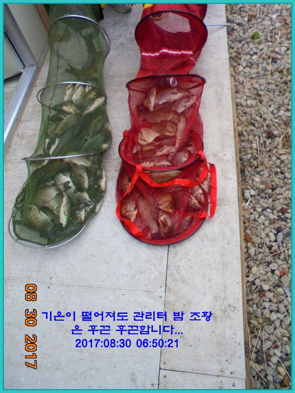 도심속의 작은 쉼터 화성 관리 낚시터입니다 (유료터정보 - 유료터점주조황)