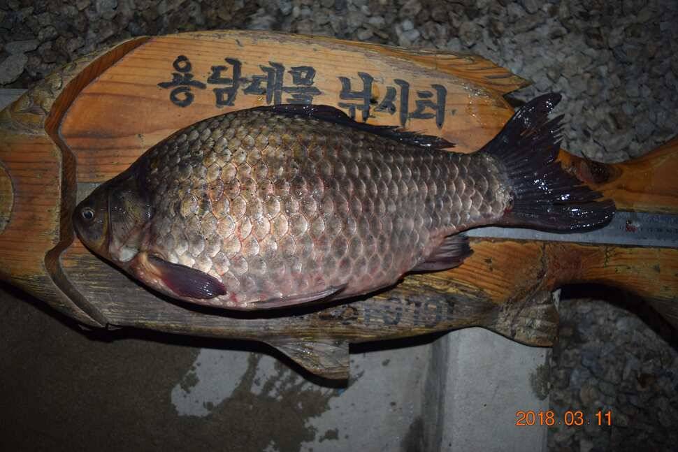 포천용담지대물4짜후반방류와해빙 (유료터정보 - 유료터점주조황)