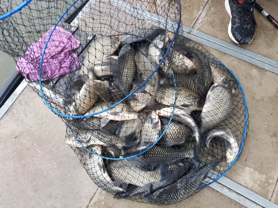 fish_pay_42db0_040904_82879.jpg