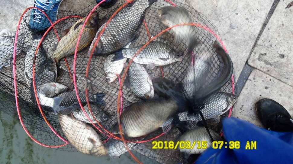 반제지 조황정보입니다 (유료터정보 - 유료터점주조황)