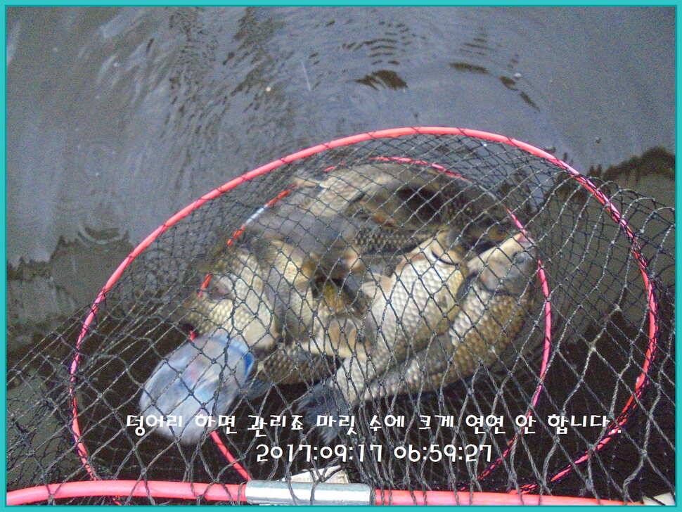 도심속의 작은 쉼터 화성 관리 낚시터입니다수확의 계절 답습니다 (유료터정보 - 유료터점주조황)