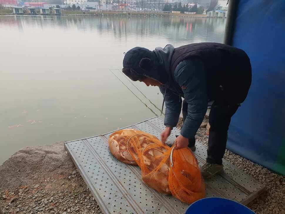 거청낚시터 11월 21 일 붕어조황 (유료터정보 - 유료터점주조황)
