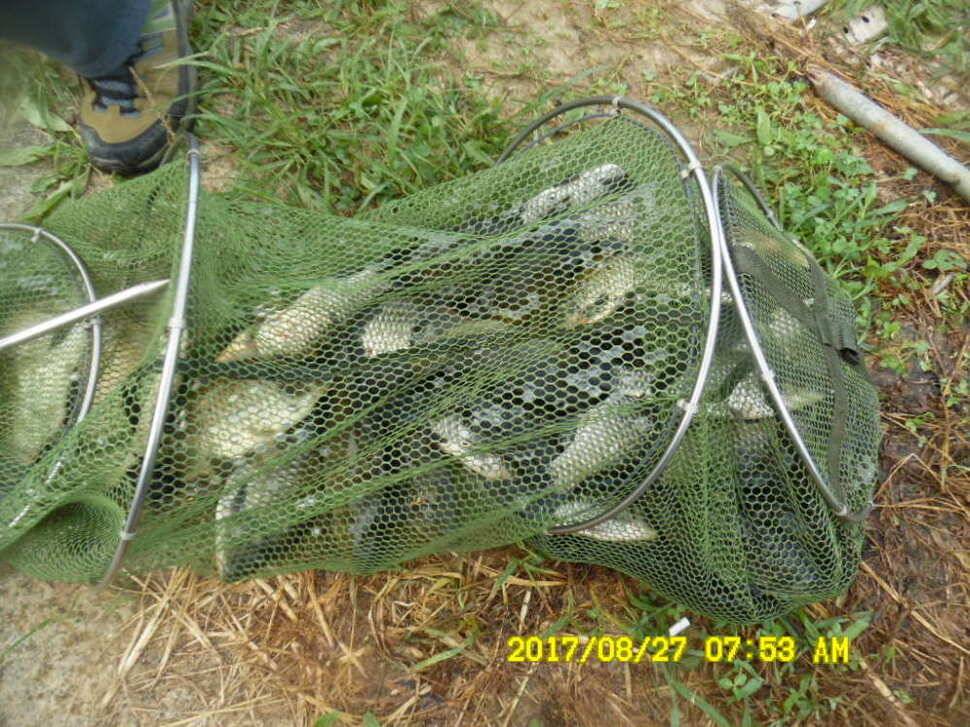 경주동산낚시터 지난주 조황 (유료터정보 - 유료터점주조황)