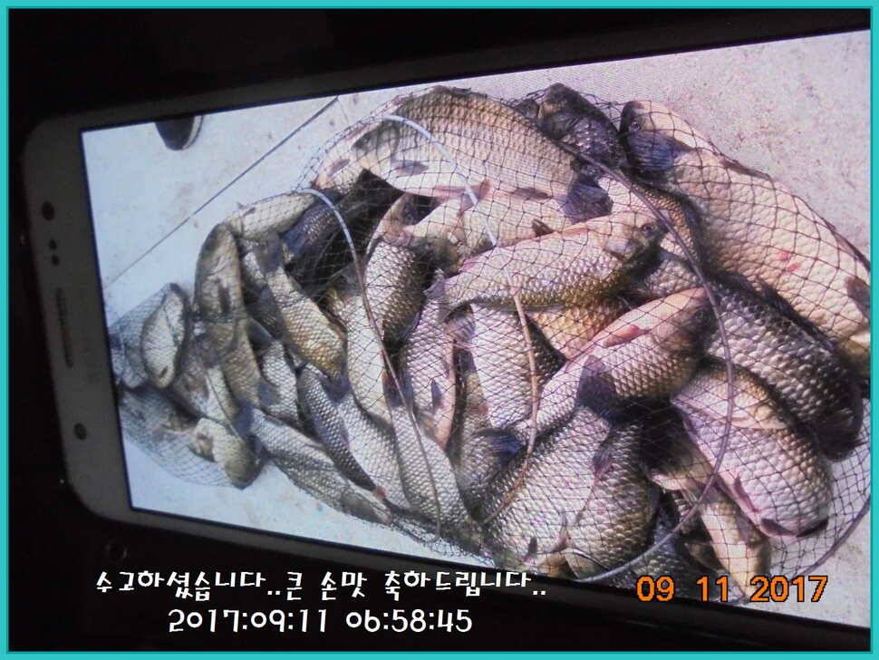 도심속의 작은 쉼터 화성 관리 낚시터입니다열정속으로 (유료터정보 - 유료터점주조황)