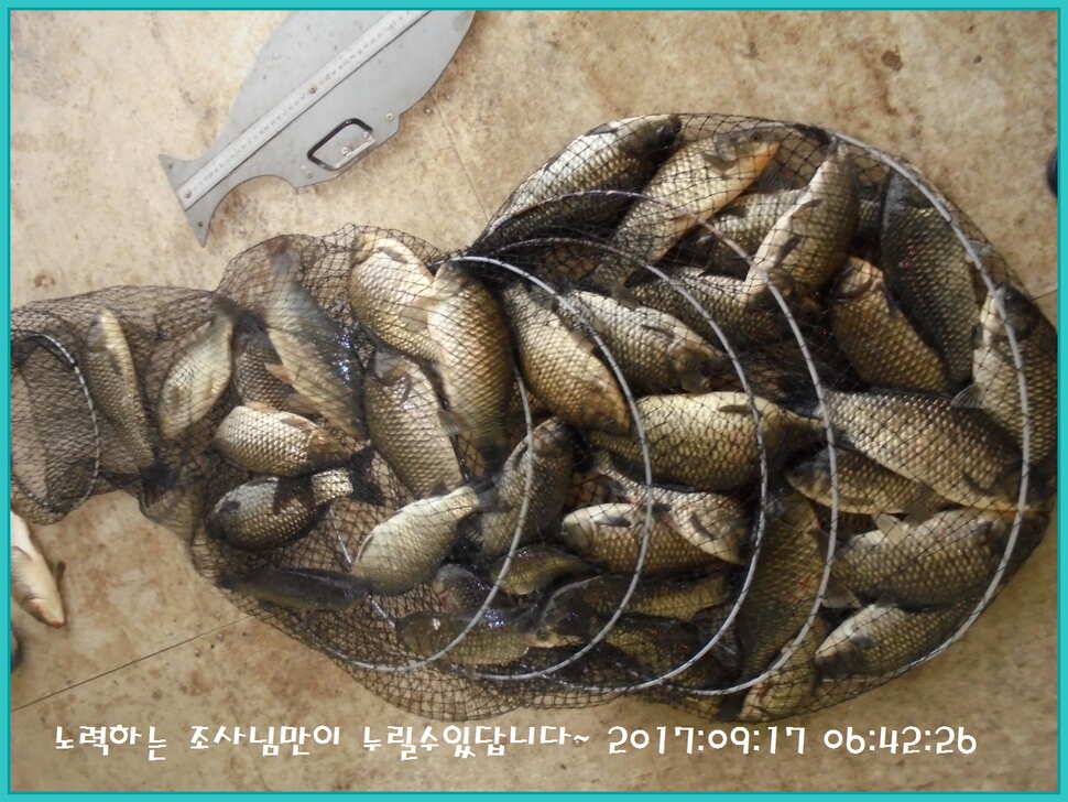 도심속의 작은 쉼터 화성 관리 낚시터입니다 (유료터정보 - 유료터점주조황)