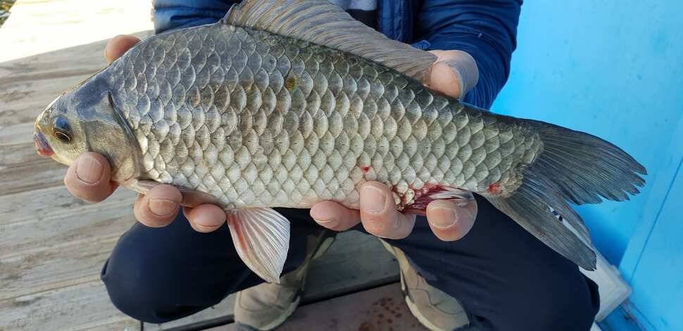 fish_pay_456d1_072542_21214.jpg