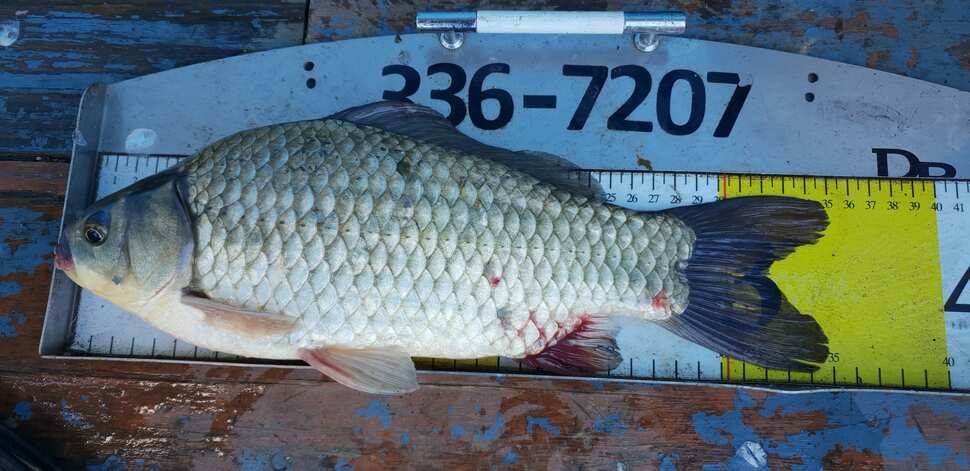 fish_pay_467af_072551_89124.jpg