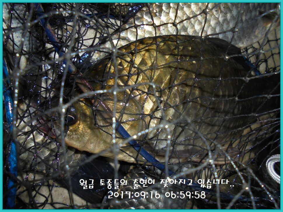 도심속의 작은 쉼터 화성 관리 낚시터입니다밤 조황 제일 핫 한곳 (유료터정보 - 유료터점주조황)