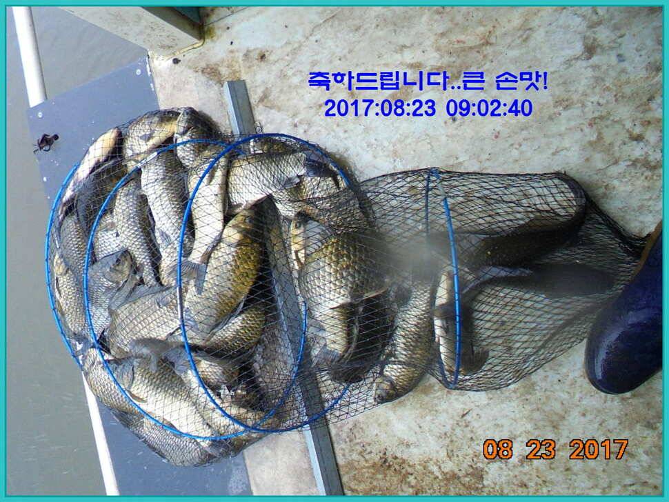 도심속의 작은 쉼터 화성 관리 낚시터입니다수확의 계절입니다 (유료터정보 - 유료터점주조황)