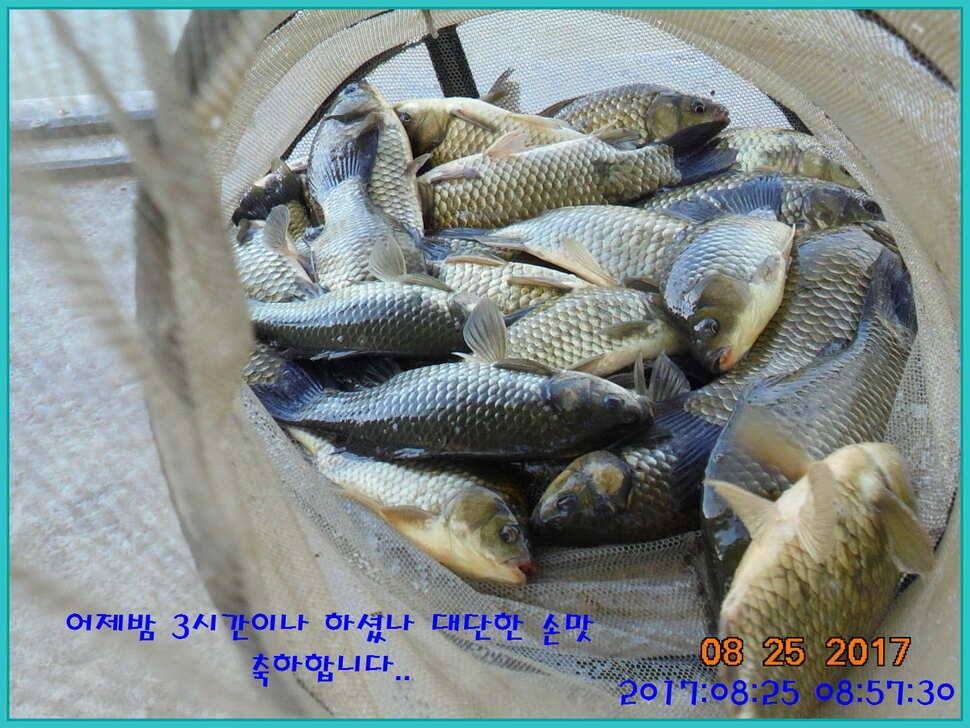 도심속의 작은 쉼터 화성 관리 낚시터입니다수확의 계절입니다 (유료터정보 - 유료터점주조황)