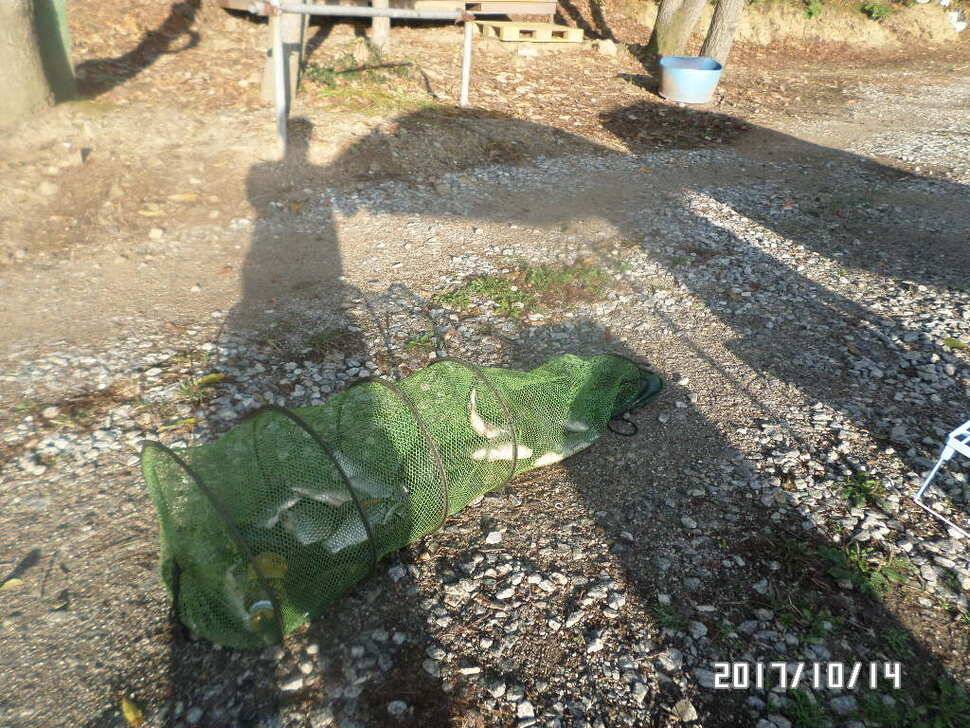 아산 신수지 10월 둘째주말 화보입니다 (유료터정보 - 유료터점주조황)