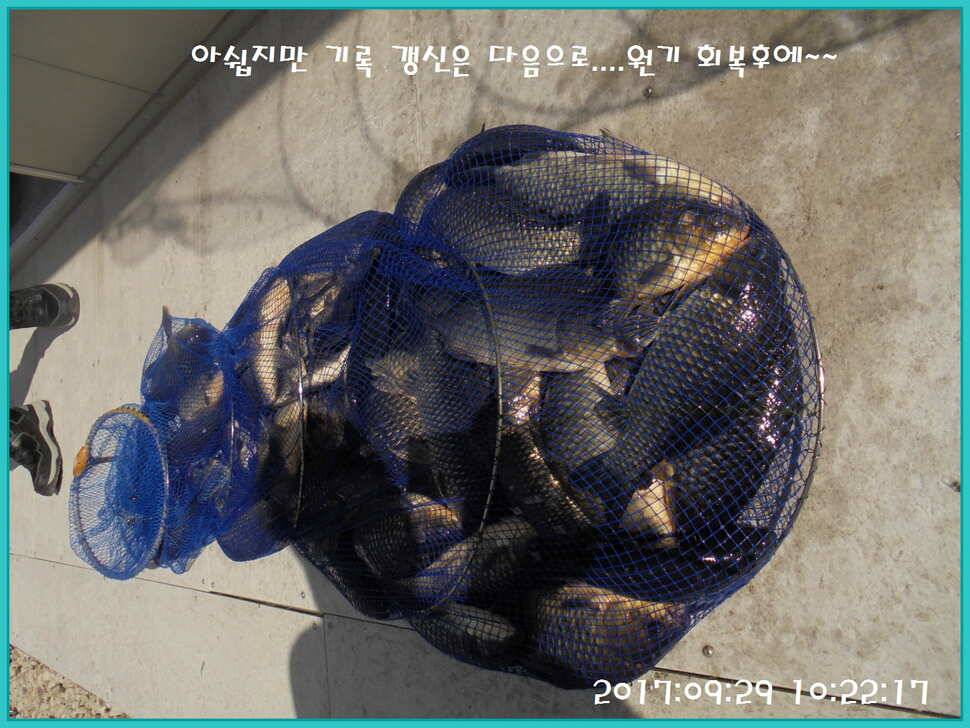 도심속의 작은 쉼터 화성 관리 낚시터입니다행복하고 풍성한 온 가족 화목한 추석 보내셨습니까 (유료터정보 - 유료터점주조황)