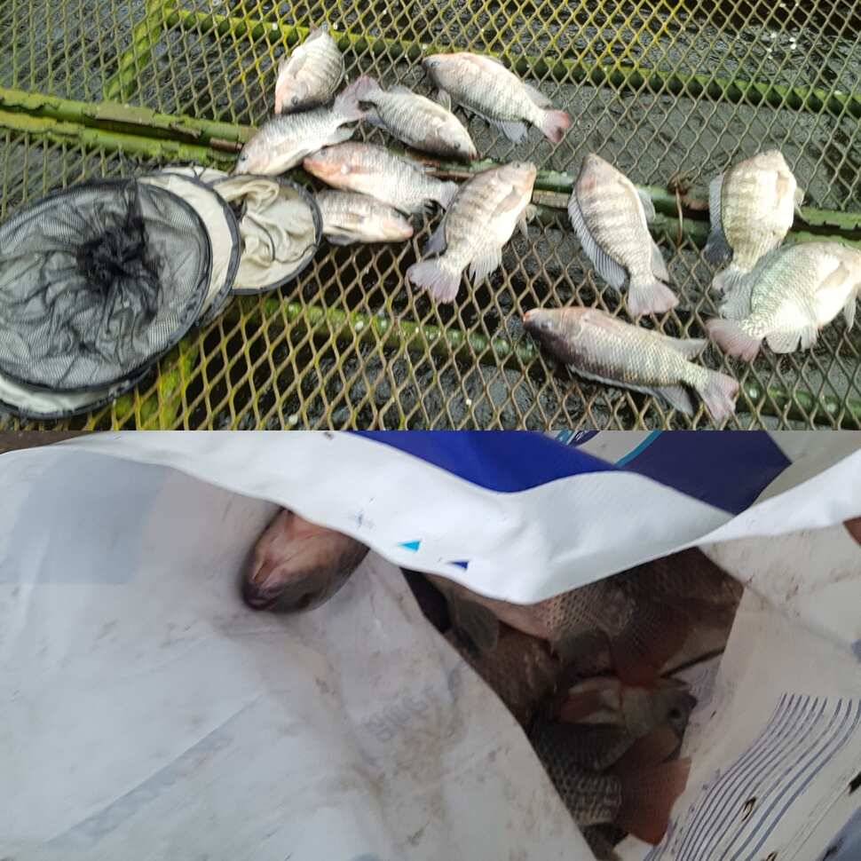 살살 개겨야지 (유료터정보 - 유료터점주조황)