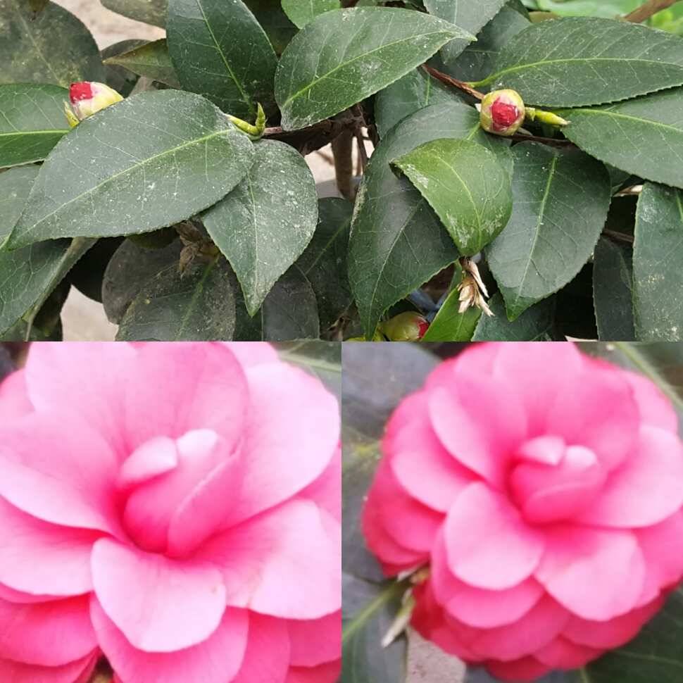 화개화락 (유료터정보 - 유료터점주조황)