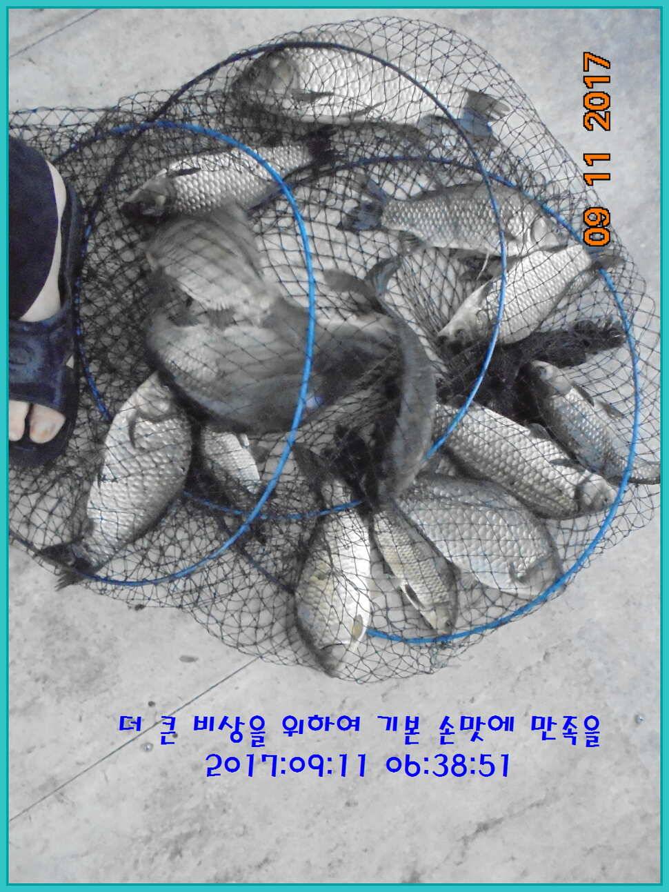 도심속의 작은 쉼터 화성 관리 낚시터입니다열정속으로 (유료터정보 - 유료터점주조황)