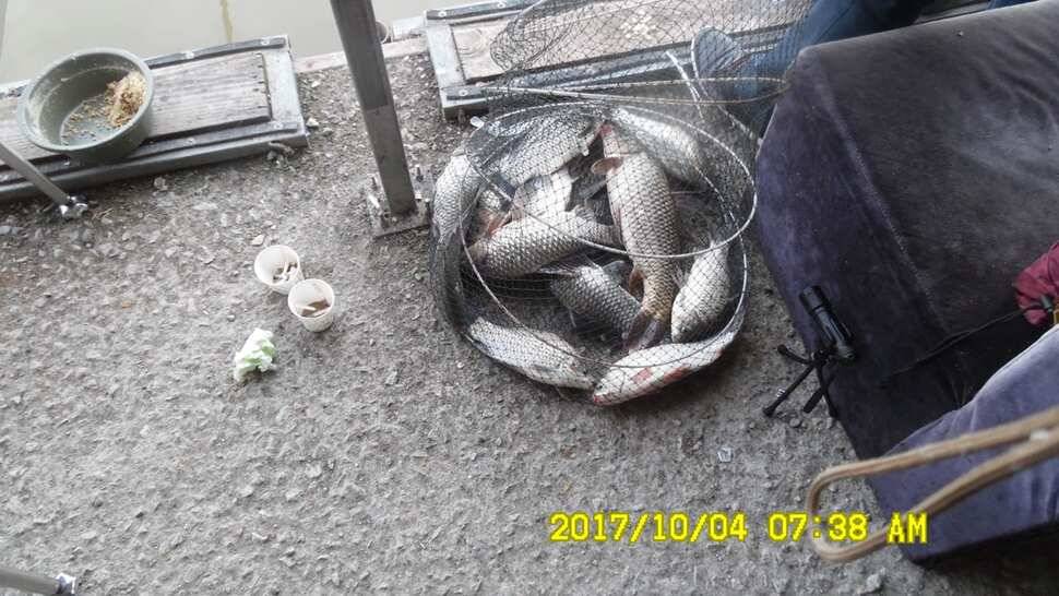 안성시장배전국민물낚시대회 티켓마감임박 10월4일반제지조황 (유료터정보 - 유료터점주조황)