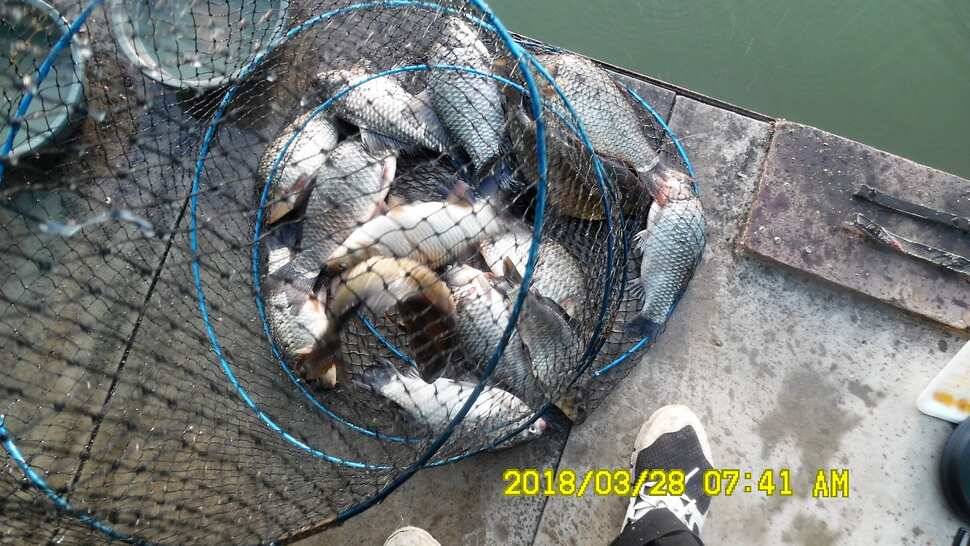 반제지 조황정보입니다 (유료터정보 - 유료터점주조황)