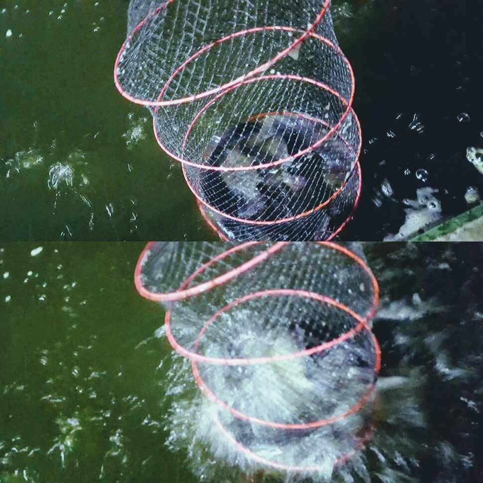 멍 (유료터정보 - 유료터점주조황)