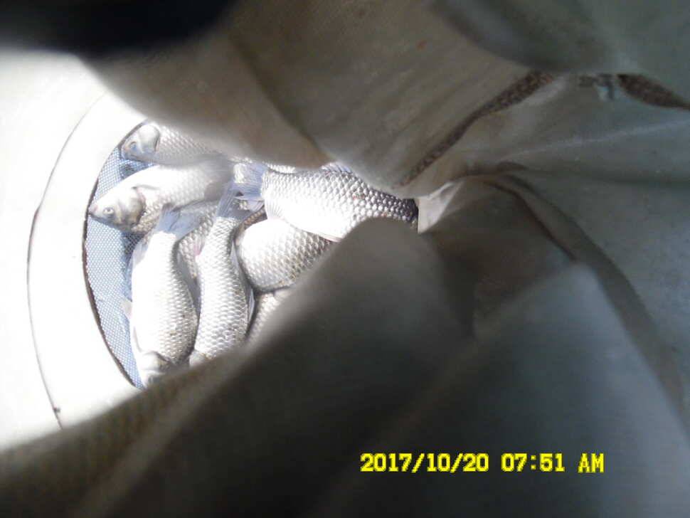 꾸준히 방류하는 경주 동산낚시터 지난주 조황 (유료터정보 - 유료터점주조황)