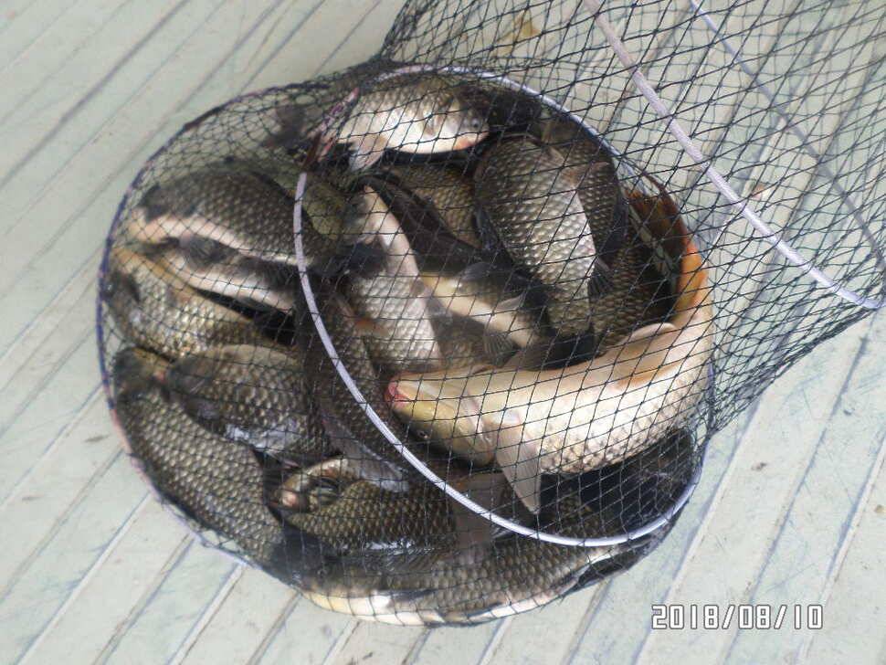 fish_pay_51536_045035_52303.jpg