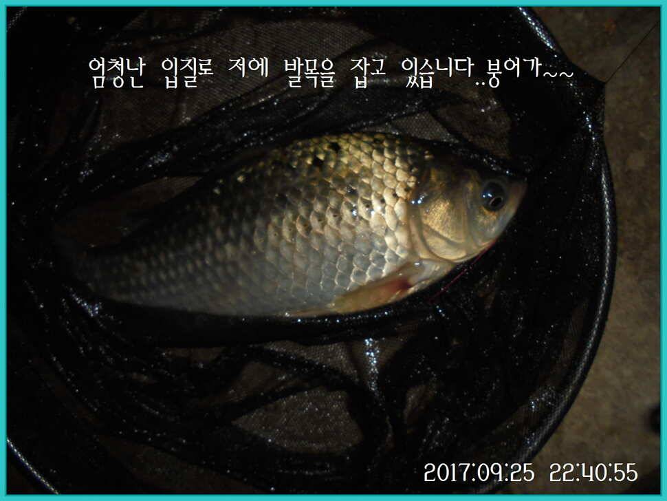 도심속의 작은 쉼터 화성 관리 낚시터입니다건강하고 풍성한 한가위 맞으소서 (유료터정보 - 유료터점주조황)